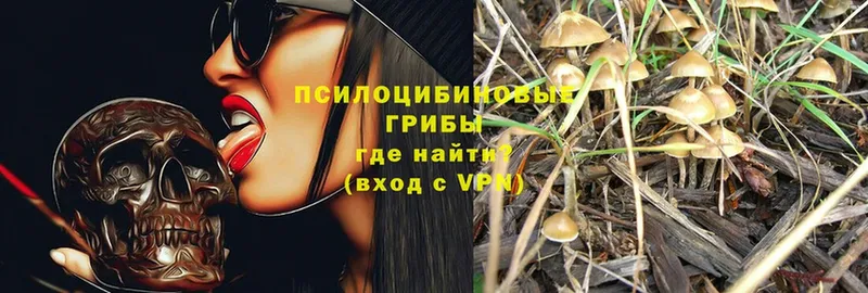 Галлюциногенные грибы Psilocybine cubensis  Салаир 